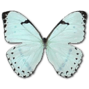 Mint Morpho Sticker