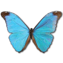 Morpho Absoloni Sticker