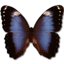 Morpho Achilleana Sticker