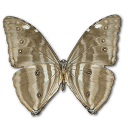 Morpho Adonis Huallega Bottom Sticker