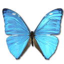 Morpho Adonis Huallega Top Sticker