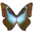 Morpho Cissis Sticker