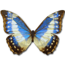 Morpho Cypress Cyanides Female Sticker