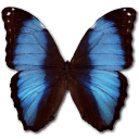 Morpho Deidamia Erica Sticker