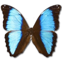 Morpho Deidamia Neoptolomous Sticker