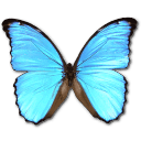 Morpho Didius Sticker