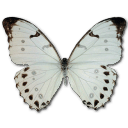 Morpho Luna Male Sticker