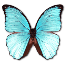 Morpho Menelaus Hubneri Sticker