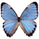 Morpho Partis Thamyris Sticker