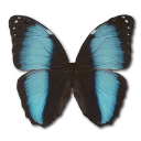 Morpho Patroclus Orestes Male Sticker