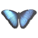 Morpho Peleides Sticker