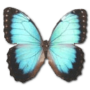 Morpho Peleides Montezuma Sticker