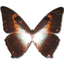 Morpho Phano Red Sticker