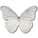 Morpho Polyphemus Sticker