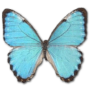 Morpho Portis Male Sticker