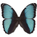 Morpho Pseudogamedes Sticker