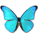 Morpho Rhetenor Cacica Sticker