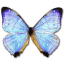 Morpho Sulkowski Pearl Morpho Sticker