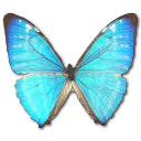 Morpho Zephyritis Male Sticker