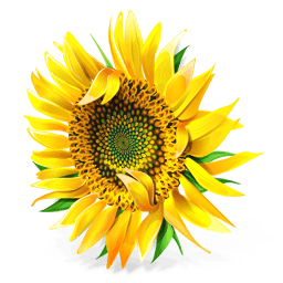 Sunflower Sticker