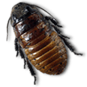 Caca Roach Sticker