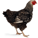 Chicken Sticker